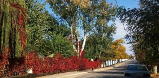 Кентау. Когда деревья были большими