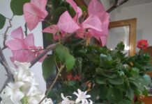 Отцвели уж давно гиацинты в горшке…