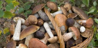 Грибной сезон в самом разгаре