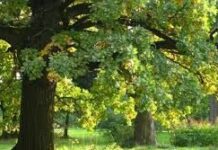 Зеленый пояс Шымкента пополнили на 21 тыс. деревьев