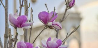 Сакура и магнолия зацвели в Туркестане