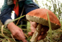 Санэпидемиологи предупреждают о риске отравления ядовитыми грибами