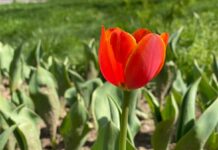 В Шымкенте зацвели первые тюльпаны
