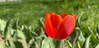 В Шымкенте зацвели первые тюльпаны