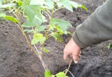 Весенние посадки в саду