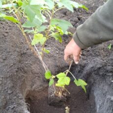 Весенние посадки в саду
