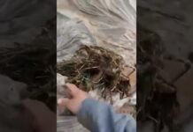 Людей эвакуировали, животные уничтожены после дождей в Туркестанской области