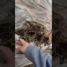 Людей эвакуировали, животные уничтожены после дождей в Туркестанской области