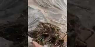 Людей эвакуировали, животные уничтожены после дождей в Туркестанской области