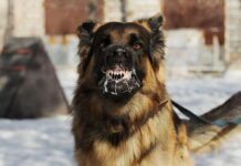 Санэпидконтроль Шымкента предупреждает о рисках заражения бешенством