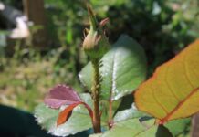 Тля заела розы. Что делать?