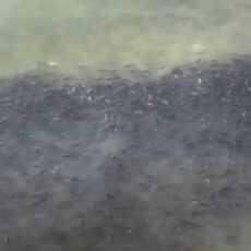 Массовая гибель рыбы в Шардаринском водохранилище