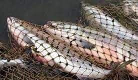 150 кг рыбы изъяли у жителя Туркестанской области