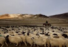 Пастух распродал чужих овец почти на 5 млн тенге