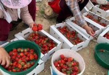 В Туркестанской области поспела клубника