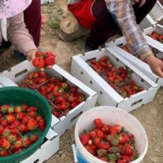 В Туркестанской области поспела клубника
