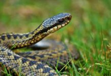 Змея заползла во двор детского сада в Шымкенте