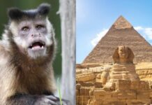 Туристам советуют не посещать страны Африки, а как же Египет?