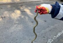 Спасатели рассказали, как вести себя при встрече со змеей