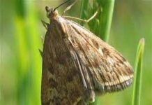 Луговые мотыльки заполонили Шымкент