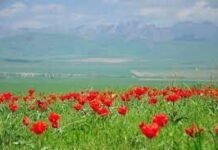 Краснокнижные тюльпаны на грани исчезновения в Туркестанской области