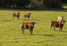 В Туркестанской области не хватает пастбищ