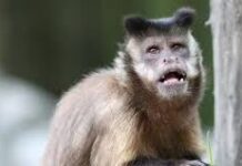 Случаев заражения оспой обезьян в Казахстане не выявлено