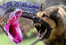 Осторожно: они кусаются!