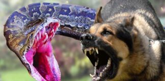 Осторожно: они кусаются!