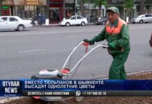 Вместо тюльпанов в Шымкенте высадят однолетние цветы