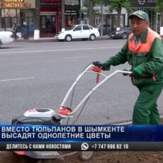 Вместо тюльпанов в Шымкенте высадят однолетние цветы