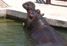 Нарушения выявили в шымкентском зоопарке