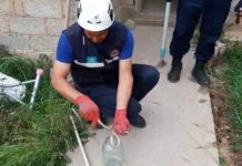 В Шымкенте активизировались змеи