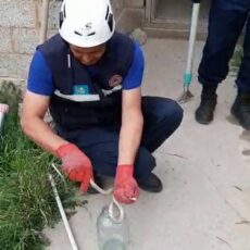 В Шымкенте активизировались змеи