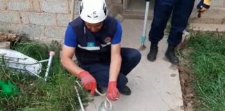 В Шымкенте активизировались змеи