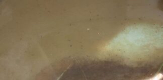 Воду с живностью пьют жители села Туркестанской области