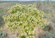 По тропам хоженым и чудным