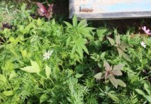 «Конопляный огород» обнаружили во вдоре дома в Туркестанской области