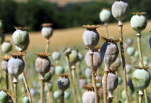 Пенсионер выращивал опийный мак во дворе дома