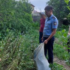 Полиция ликидировала плантацию опийного мака в Туркестанской области