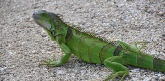 Разгуливающую игуану заметили на улицах Шымкента