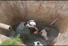 Провалившуюся в септик корову вытащили спасатели