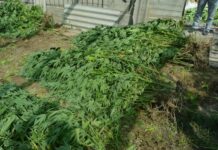 Плантацию наркосодержащих растений обнаружили у местного жителя