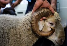 Санврач Шымкента озвучил требования по забою скота на Курбан-айт