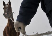 Скотокрады разоряют фермеров в Туркестанской области