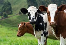 Ветеринары подделывали акты о вакцинации скота в Туркестанской области