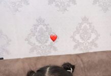 6-летняя девочка из Шымкента пережила 20 операций и готовится к еще одной