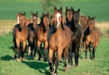 Серийных скотокрадов задержали в Туркестанской области