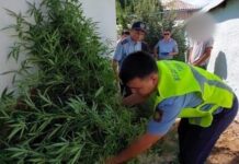 Плантацию конопли вырастил мужчина во дворе своего дома