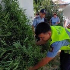 Плантацию конопли вырастил мужчина во дворе своего дома
